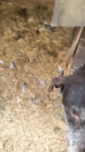 Уликовая недостаточность