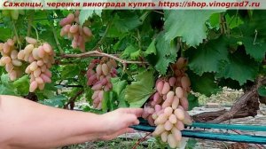 Парад сортов на 27.07.24 года - виноград ЭКСКАЛИБУР  окраш?