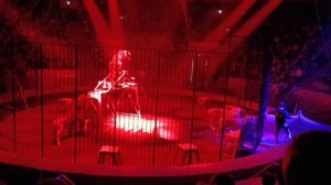 Цирк Слоны и Тигры. Омск 2024.