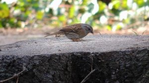 Пение птиц, расслабляющее видео