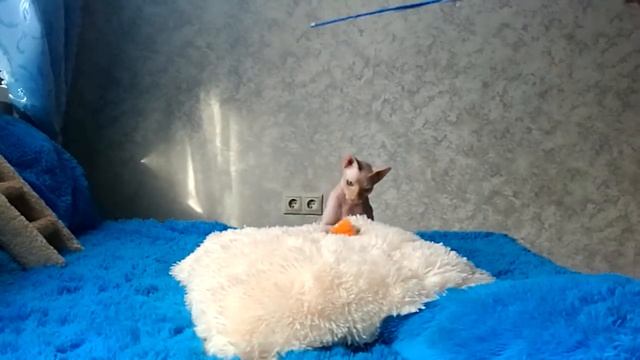 Ван Персей & Кейт и Лео смотреть онлайн