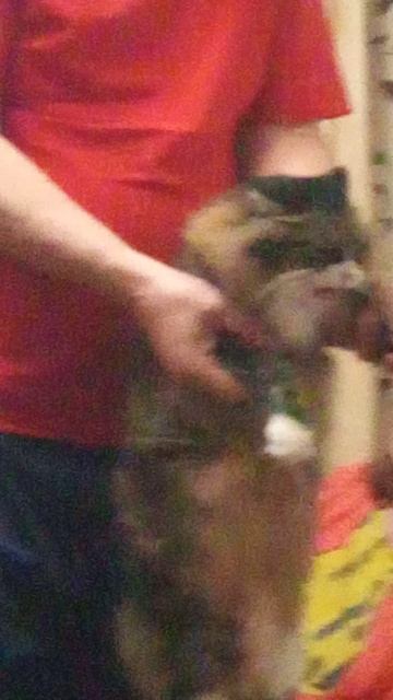 победа над мышами