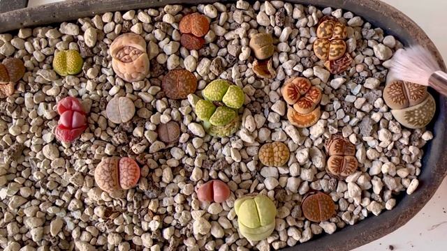 Литопс и покой внутри. Медитация формой Литопса. 06.05.25 смотреть онлайн