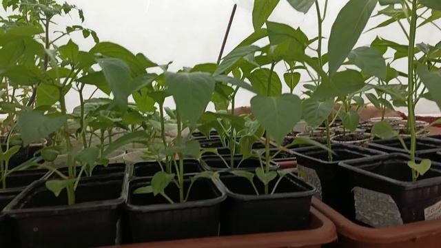 У нас выпал снег❄️❄️❄️ смотреть онлайн