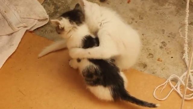 Изображение 042 Черный и Маргошка смотреть онлайн