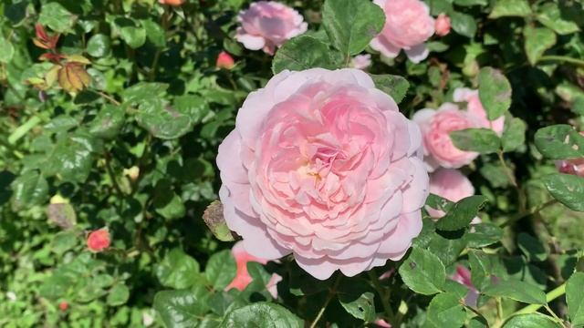 29.05.2025 Ореховая роща парк