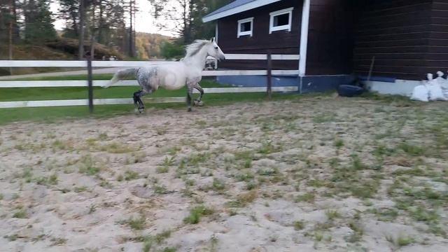 Тапер, прибавленная рысь на свободе смотреть онлайн