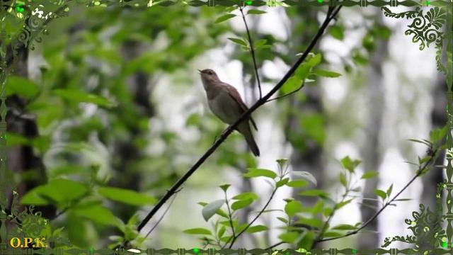 ТЫ ОДНА ТАКАЯ Автор текста песни — Наталья Моторная, автор музыки — Дмитрий Королёв смотреть онлайн
