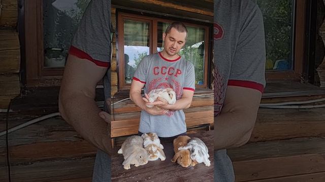 Обзор вислоухих малышей 🔥 Декоративные кролики 2025 смотреть онлайн