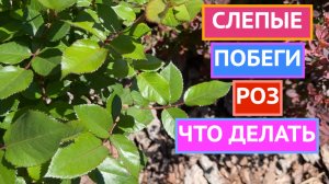 ЧТО ДЕЛАТЬ СО СЛЕПЫМИ ПОБЕГАМИ РОЗ!