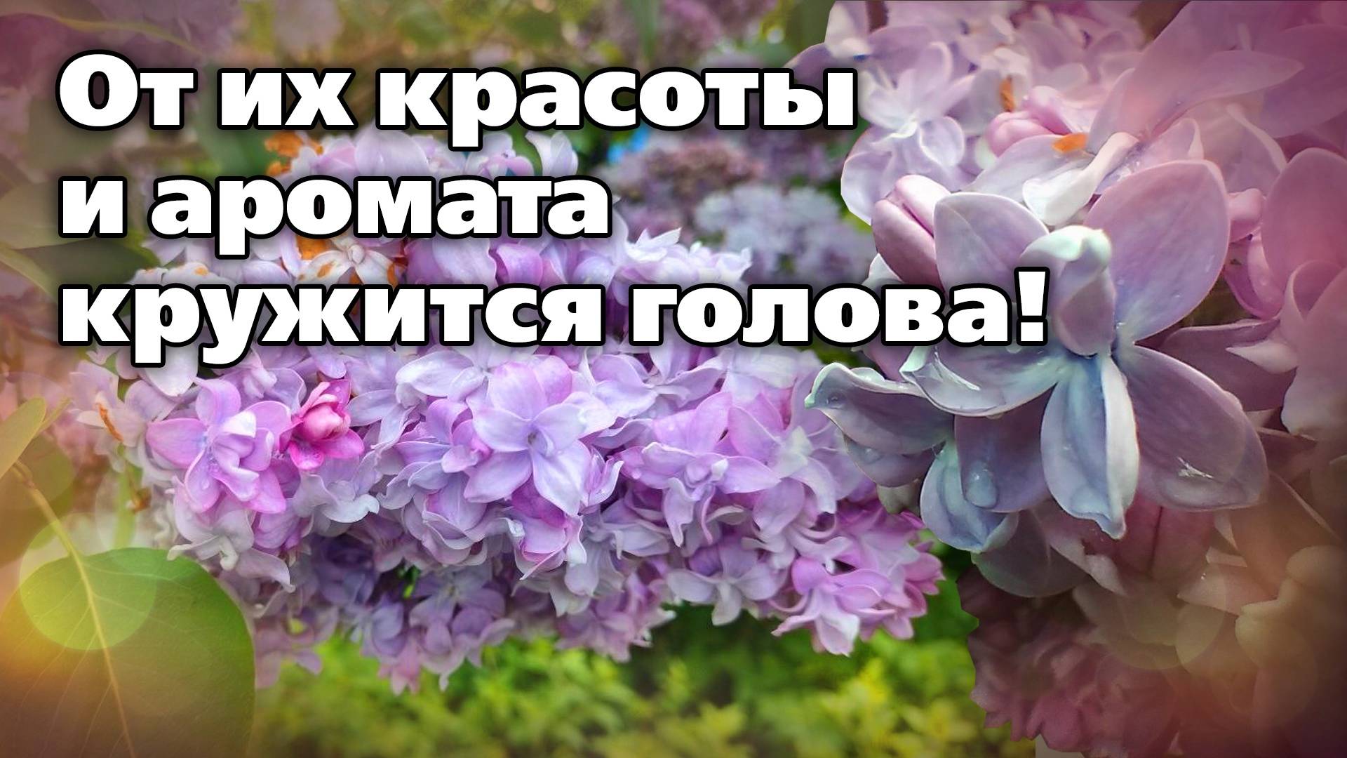 Замечательные сорта сирени. Они украсят любой участок смотреть онлайн