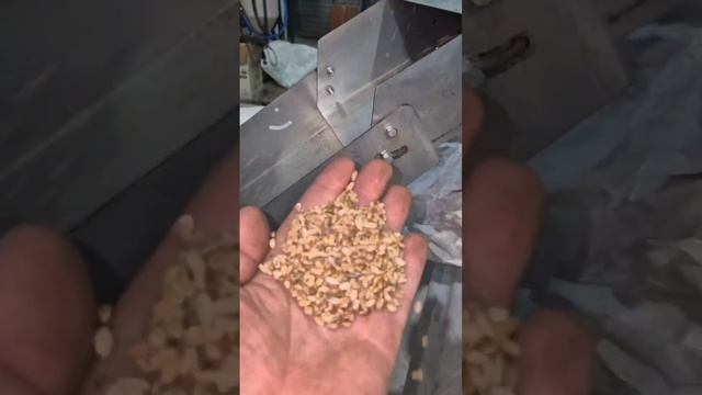 Калибровка проросшей пшеницы