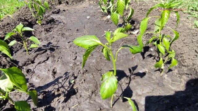 Хочешь хороший урожай перца? Тогда смотри