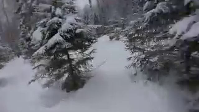 Губаха Таежная.MOV