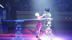 Котики на цирковой арене