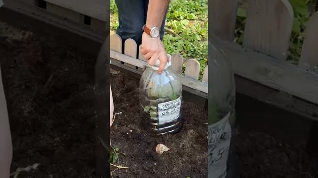 День Земли Grata 2025