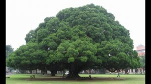 Чжун Юань Цигун. Музыка к упражнению Большое Дерево