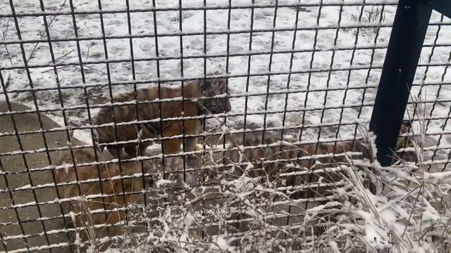 Первый снег в жизни НЕВЕЗУЧЕГО ТИГРЕНКА !! смотреть онлайн