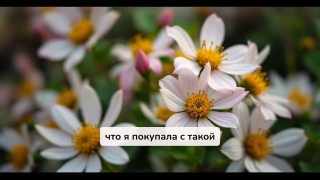 Квартира на моего сына оформлена, ты ничего не получиш