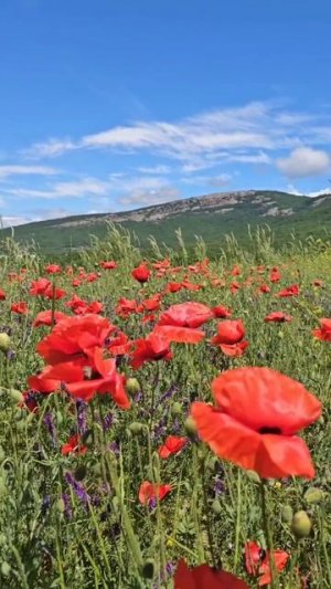 Красные маки Крыма