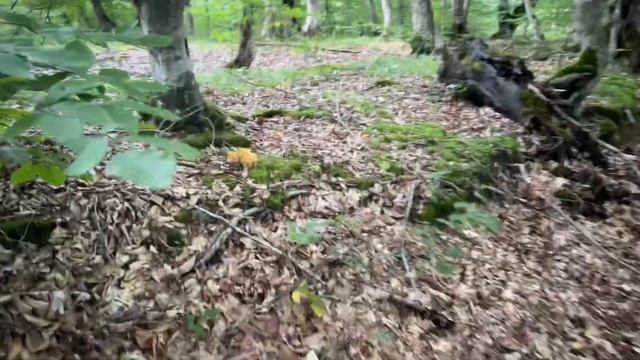 Рогатые Грибы! Гриб-Капуста! Рогатик Гроздевидный! Ramari смотреть онлайн