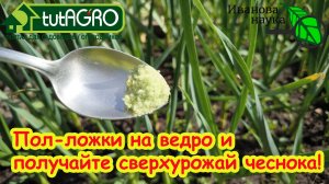 ПОЛЕЙТЕ ТАК ЧЕСНОК В ИЮНЕ И УРОЖАЙ ОЧЕНЬ ПОРАДУЕТ: подкормка чеснока на укрупнение головок.