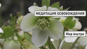 МЕДИТАЦИЯ ОСВОБОЖДЕНИЯ | Исцеление Души от Страха, Боли и Вины