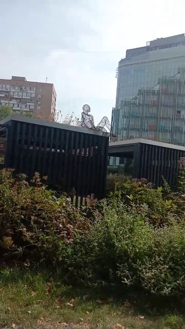 бабочка и гортензиевый променад