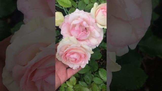 Пьер де ронсар (эден роуз)все стадии цветка на Розе пер