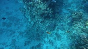 🔴🔴Джакузи на Пляже. Хорош ли Риф отеля Reef Oasis Blue Bay Resor