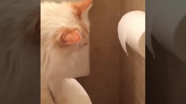 НЕ оставляйте котов наедине с туалетной бумагой | cats love rolling toilet paper смотреть онлайн