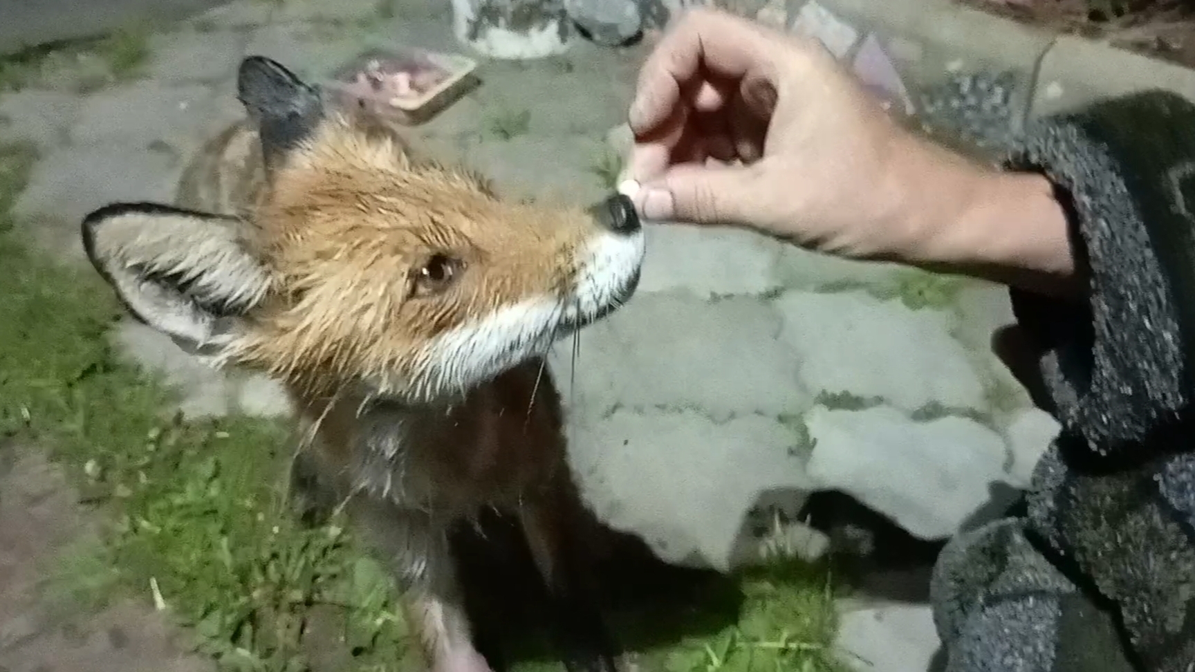 (1030) Лиса приходит в гости. Май 2025 смотреть онлайн