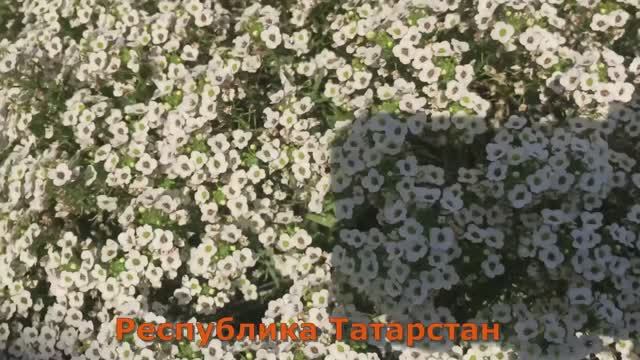 Не могу отказаться от этого садового цветка - АЛИССУМ СНОУ ПРИНЦЕСС. смотреть онлайн