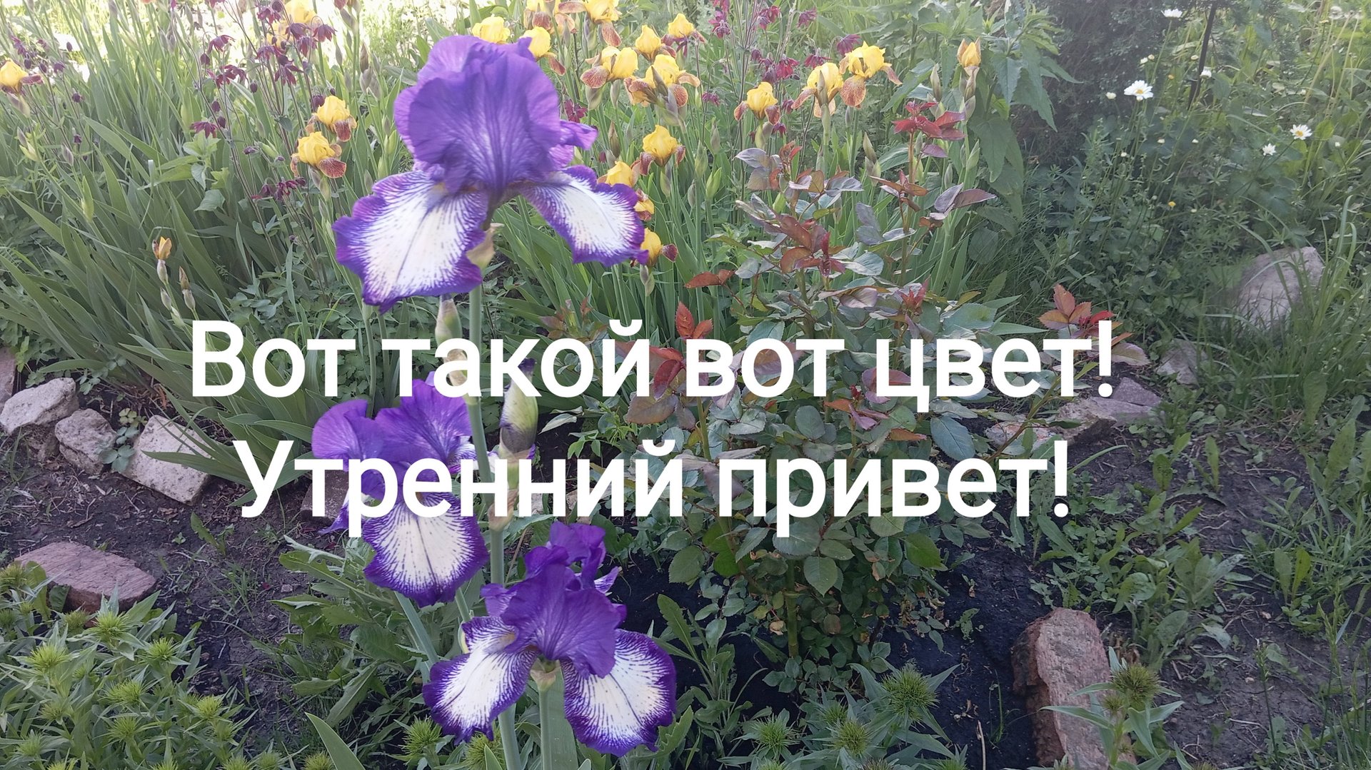 Утренний привет. смотреть онлайн