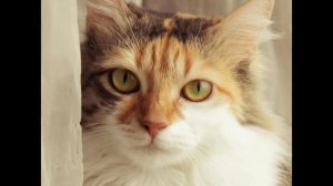 Муж со свекровью хотели поделить мою квартиру, но я их