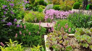 Распустились наперстянки, гвоздики, лук Кристофа и дикий гладиолус. Сад 27.05.2025.#топыкатегорий