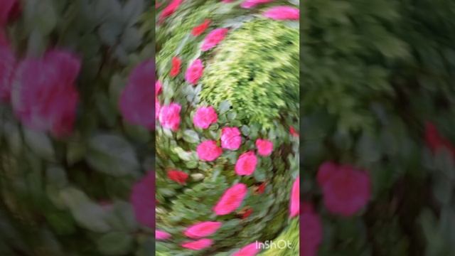 ПАРАД РОЗ СОЧИ ПАРК РИВЬЕРА МАЙ 2025 , КРАСИВАЯ МУЗЫКА...