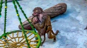 ЭКСКЛЮЗИВ! Люся и Степа приехали в гости в НОВЫЙ вольер к Мане и Тосе!Продолжени