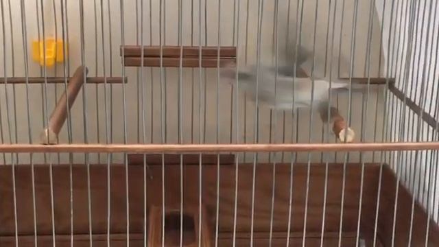 Седоголовый щегол смотреть онлайн