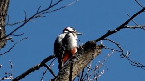 Дятел поёт стучит по дереву развлекает самку /голоса п