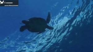 Чистка астрального тела | медитация | Ксения Меньшиков