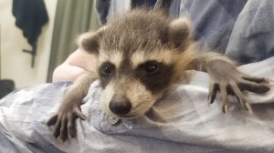 Олени🦌 Тестирование САО 🐕Масло🔥Енотики ☀️Новое строительство