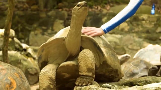 ТОП-13 достопримечательностей Сейшельских Островов смотреть онлайн