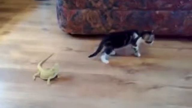 Котёнок vs ящерицы Kitten afraid of lizards смотреть онлайн