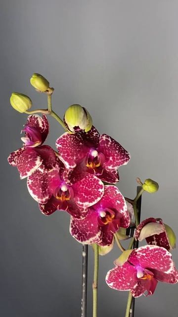 Орхидея фаленопсис Сезам смотреть онлайн