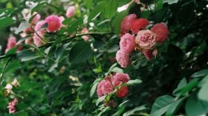 Обманув жену, муж купил беременной любовнице 2х комнат