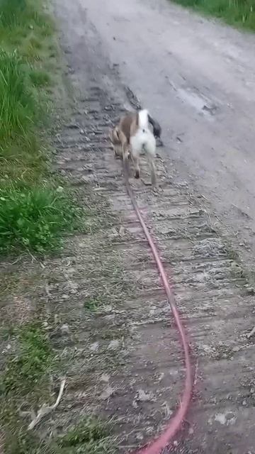 собака Найда