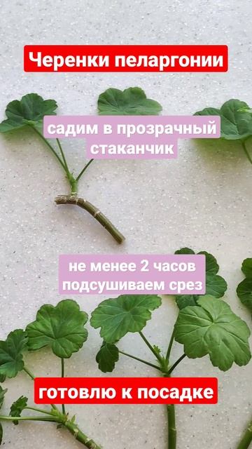 Черенки пеларгонии готовлю к посадке. Советы для начи? смотреть онлайн