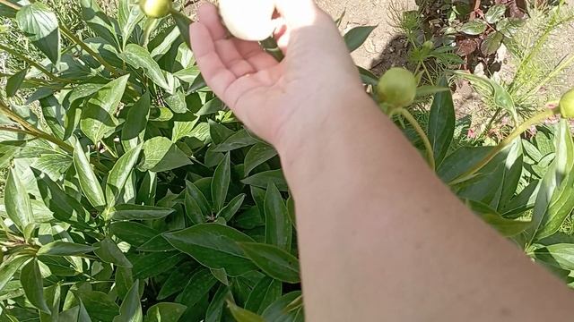 обрезала отцвëвшие цветы, навожу порядки в палисадниках... смотреть онлайн