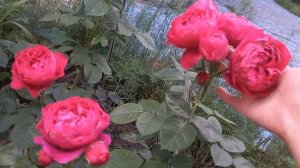 Роза Л.Д. Брайтвайт ( Rose L.D. Braithwaite) на второй год посадки💗